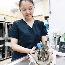 24 hr veterinary clinic near medetail doctor. 24 Hour Vets Near Me Cheap Online