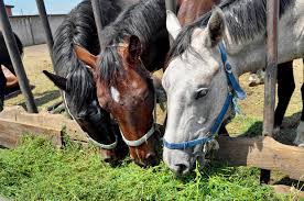 10 rules for feeding horses alabama