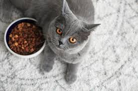 best cat foods for sensitive stomachs