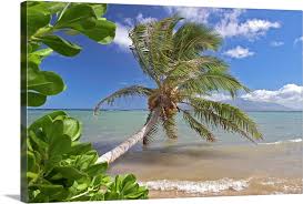 Hawaii Molokai Palm Tree Overhangs