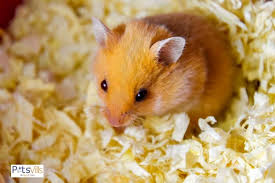 Can Hamsters Use Pine Bedding Or Cedar