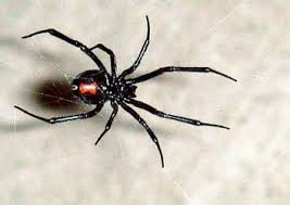 How long does it take to recover from a spider bite? Black Widow What S It Feel Like To Be Bitten By The Venomous Spider