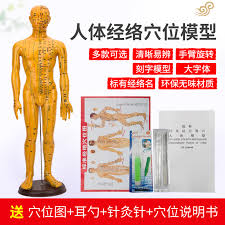 Usd 20 24 Ultra Clear Acupuncture Chart Meridian Pass Mens