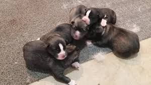 We did not find results for: Agouti Husky Puppies For Sale Youtube