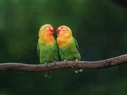 lovebird stock photos images and