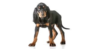 To create your own breedings and see the possible outcomes see the. Black And Tan Coonhound The Truth Behind The Colors