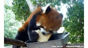 At memesmonkey.com find thousands of memes categorized into thousands of categories. Someone Told Me Red Pandas Are Dangerous Is Melting Hearts Lethal Album On Imgur