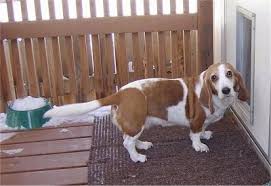 The basset hound beagle mix is a great choice for families who love the excitable qualities of the beagle but want something a little more laid back like the basset hound. Bagle Hound Dog Breed Information And Pictures