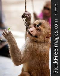 indian male monkey in makeup free