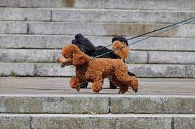 toy poodle sidewalk dog