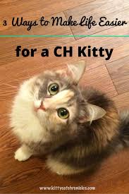 Since the condition is not progressive or fatal, symptoms will not worsen over time or affect the overall lifespan of your cat. 6 Ways To Make Life Easier For A Ch Cat Kitty Cat Chronicles Cat Having Kittens Cat Care Cat Training Litter Box