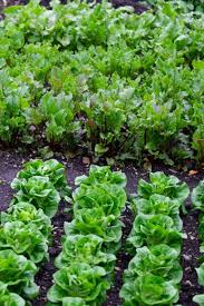 20 Best Vegetable Garden Layout Ideas