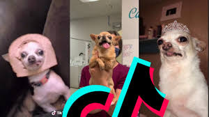 most funny chihuahua tiktok compilation
