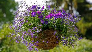 Winter hanging baskets can be planted in september and october and should last through to spring. Choosing The Best Flowers For Hanging Baskets Gilmour