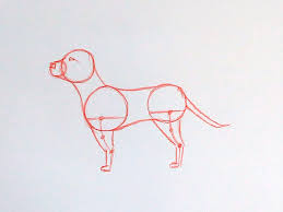 dog drawing step by step gathered