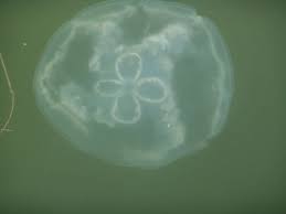 Jellyfish Of The Gulf