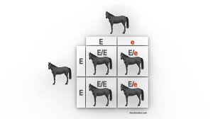 horse color genetics explained