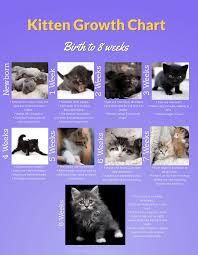 Kitten Growth Chart Cat World Home