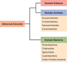 Prokaryote Classification And Diversity Article Khan Academy