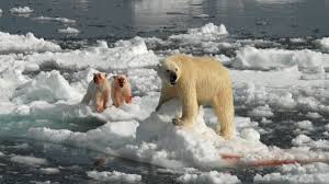 polar bears are feeling the heat