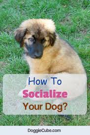 How To Socialize Your Dog Anti Social Dog Breeds Types
