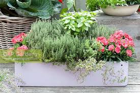 Window Box With Herb Stock Photo By
