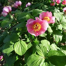 Prized as cutting flowers, double varieties there are two type of herbaceous peonies. Species Peonies American Peony Society