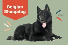 belgian sheepdog belgian shepherd dog