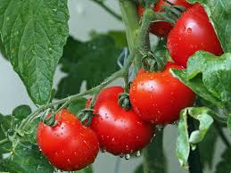 Tomatoes Ardcarne Garden Centre