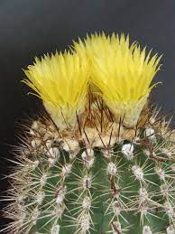 Photo: Islaya mollendensis | Cactus Bol Cacti. album | Cok Grootscholten  Succulent World ..
