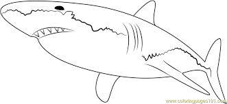 We're sure you will like our collection of free printable shark coloring pages online. White Shark Coloring Page For Kids Free Shark Printable Coloring Pages Online For Kids Coloringpages101 Com Coloring Pages For Kids