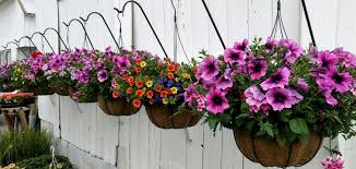 The charming million bells (or calibrachoa) is one of the best flowers for hanging baskets, mostly due to its small, numerous flowers in various colors such as pink, yellow, white, blue, and red. Best Flowers For Hanging Baskets Homestead Gardens