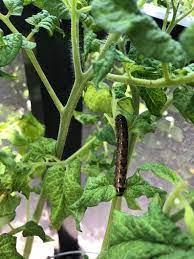 Tomato Plant Diseases Pests