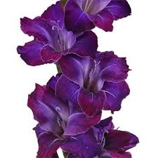 Find & download free graphic resources for purple flowers. Gladiolus Deep Purple Flower Fiftyflowers Com Gladiolus Flower Gladiolus Flower Tattoos Purple Flower Tattoos