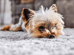 your dog is licking the carpet