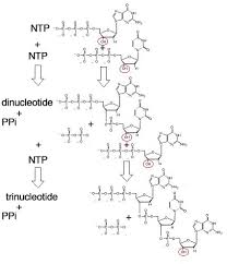 nucleic acid structure