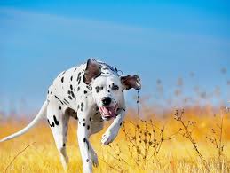 6 Best Foods To Feed An Adult And Puppy Dalmatian In 2019