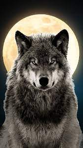 hd nice wolf wallpapers peakpx