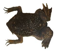 Surinam toad | surinam toad offspring offspring of surinam toad surinam toad babies. Skin Grows Over Fertilized Eggs Carvalho S Surinam Toad Asknature