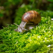 10 interesting facts about snails