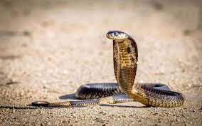 100 cobra snake pictures wallpapers com