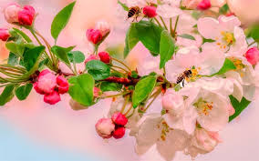 32,000+ vectors, stock photos & psd files. Download Wallpapers Flowering Apple Trees Spring Pink Flowers Apple Blossom Beautiful Flowers For Desktop Free Pictures For Desktop Free
