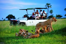 Surrounded by the delta's flood plains, this is an incredibly rich wildlife area and offers both wet and dry safari activities. Moremi Safari Activities Moremi Game Reserve