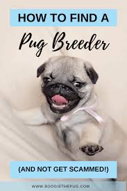 Forever love puppies has pug puppies for sale! How To Find A Reputable Pug Breeder And Not Get Puppy Scammed