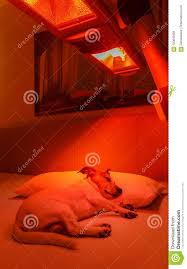 Red Light Therapy Dog Stock Photo Image Of Patient 100642984