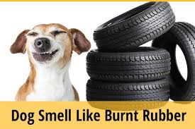 why does my dog smell like burnt rubber
