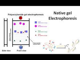 native gel electropsis you