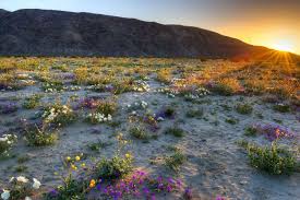 anza borrego super bloom is coming this