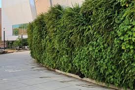 Outdoor Livewall Vertical Plant Wall