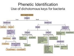 Creating A Dichotomous Key Phenetic Identification Of